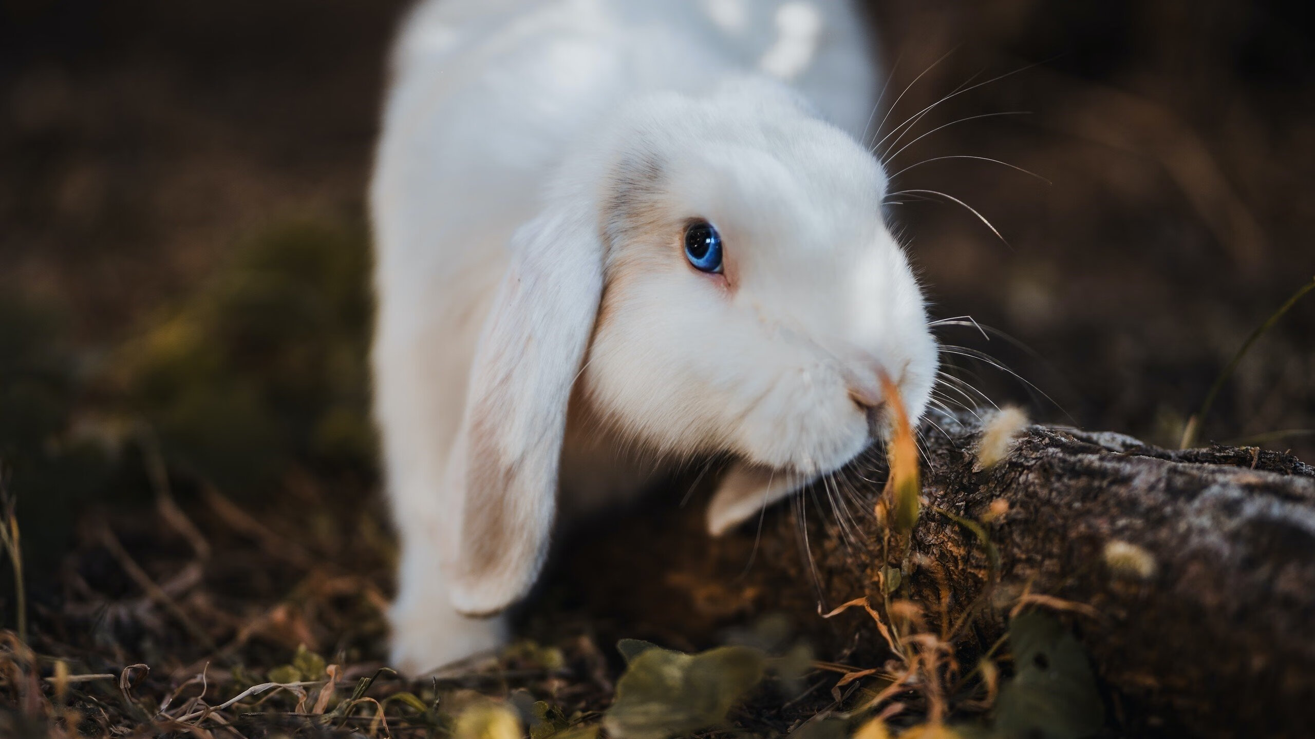 布伦森世界排名战接管比赛，深圳队提前终结悬念雄鹿
